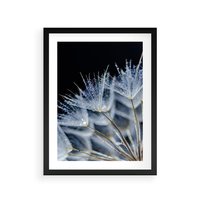 Plakat w ramie 40x50 - Makro piękno dmuchawców - makro, dmuchawce - rama czarna