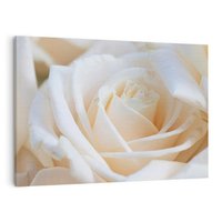 Obraz na płótnie 120x80 - Białe róże piękności - białe, róże