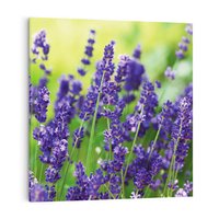Obraz na płótnie 70x70 - Elegancka lawenda w pełnym rozkwicie - lawenda, kwiaty