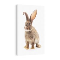 Obraz na płótnie 80x120 - Delikatna Zwierzęca Uroda - królik, zwierzę