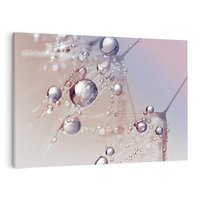 Obraz na płótnie 120x80 - Delikatne Natchnienie - krople, dmuchawce
