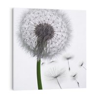 Obraz na płótnie 50x50 - Lekkość Przemijania - dmuchawiec, makro