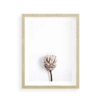 Plakat w ramie 30x40 - Suszona Roślina na Białym Tle - minimalizm, suszona roślina - rama drewno