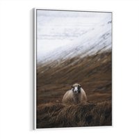 Obraz w ramie 50x70 - Owiecka panorama - góry, owca - rama biała