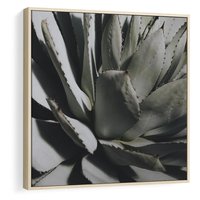 Obraz w ramie 80x80 - Sukulenty wśród kaktusów - sukulenty, kaktusy - rama drewno