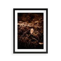 Plakat w ramie 50x70 - Gałęzie i Liść w Brązowej Tonacji - suche gałęzie, liść - rama czarna