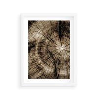 Plakat w ramie 30x40 - Natura Pod Lupą - pień drzewa, przekrój - rama biała