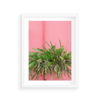 Plakat w ramie 40x50 - Fotografia Rośliny z Różowym Tłem - fotografia, zielona roślina na tle różwj ściany - rama biała