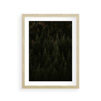 Plakat w ramie 30x40 - Ciemny las iglasty - las, iglasty - rama drewno