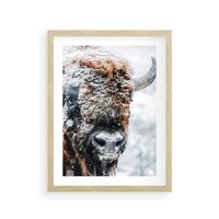 Plakat w ramie 50x70 - Żubr w Krainie Śniegu - żubr, zima - rama drewno