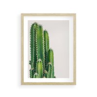 Plakat w ramie 50x70 - Minimalistyczne Kaktusy na Białym Tle - kaktusy, minimalistyczna fotografia - rama drewno