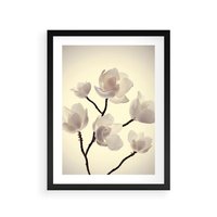 Plakat w ramie 50x70 - Elegancja Natury - magnolia, białe - rama czarna