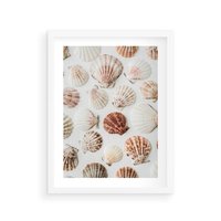 Plakat w ramie 30x40 - Morska Delikatność: Muszelki na Białym Tle - kompozycja, morskie muszelki na białym tle - rama biała