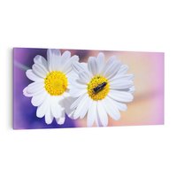 Obraz na płótnie 100x50 - Stokrotki wśród traw urok natury - stokrotki, kwiat