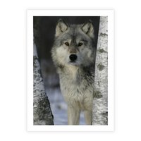 Plakat bez ramy 30x40 - Wilk w Zimowym Lesie - wilk, las