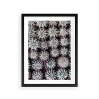 Plakat w ramie 50x70 - Wzór Kaktusów - kaktusy w doniczkach, ujęcie z góry - rama czarna