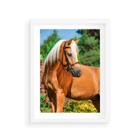 Plakat w ramie 40x50 - Elegancki wierzchowiec - koń, portret - rama biała
