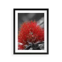 Plakat w ramie 50x70 - Ukwiał na rafie koralowej - ukwiał, rafa - rama czarna