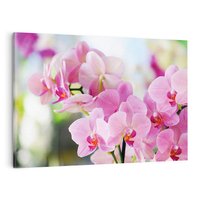 Obraz na płótnie 70x50 - Elegancja orchidei - orchidea, kwiaty