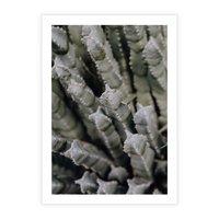 Plakat bez ramy 50x70 - Oaza Natury - sukulenty, kaktusy