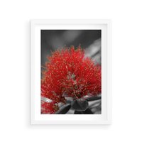 Plakat w ramie 40x50 - Ukwiał na rafie koralowej - ukwiał, rafa - rama biała