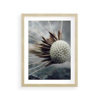 Plakat w ramie 40x50 - Makro Dmuchawiec - dmuchawiec, zbliżenie - rama drewno
