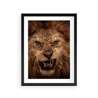 Plakat w ramie 30x40 - Władca Sawanny - lew, sawanna - rama czarna