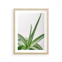 Plakat w ramie 30x40 - Zielone Piękno - aloes, liście - rama drewno