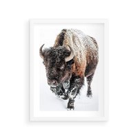 Plakat w ramie 40x50 - Zimowy Władca Puszczy - żubr, bizon - rama biała