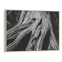 Obraz w ramie 120x80 - Siła Natury - czarno biała fotografia, korzenie wielkiego drzewa - rama drewno