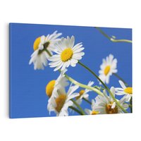 Obraz na płótnie 120x80 - Stokrotkowe pola - stokrotki, kwiaty