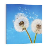 Obraz na płótnie 60x60 - wiatr pełen marzeń - dmuchawce, wiatr