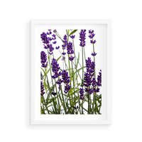 Plakat w ramie 50x70 - Fioletowa harmonia lawendy - lawenda, fiolet - rama biała