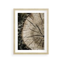 Plakat w ramie 40x50 - Wnętrze Natury - pień, przecięty pień - rama drewno