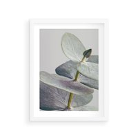 Plakat w ramie 30x40 - Zbliżenie Liści Eukaliptusa - eukaliptus, zbliżenie - rama biała
