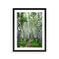 Plakat w ramie 50x70 - Magia lasu pełnego brzóz - las, brzozy - rama czarna