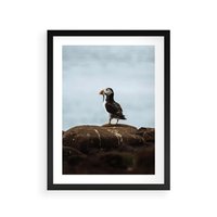Plakat w ramie 50x70 - Portret Ptaka Morskiego - maskonur, ptak - rama czarna