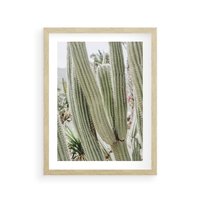 Plakat w ramie 30x40 - Duże Kaktusy w Pejzażu - kaktus, duże kaktusy na pustyni - rama drewno