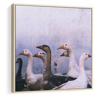 Obraz w ramie 50x50 - Spotkanie Wśród Piór - uchwycony moment, fotografia - rama drewno