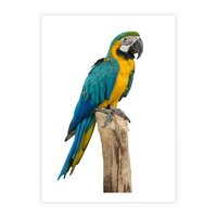 Plakat bez ramy 21x30 - Kolorowa papuga w locie - papuga, ptak