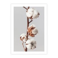 Plakat bez ramy 30x40 - Spokojna Gałązka Bawełny - gałązka bawełny, prosta spokojna fotografia