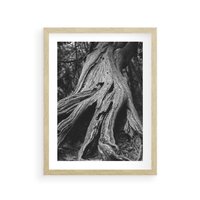 Plakat w ramie 30x40 - Siła Natury - czarno biała fotografia, korzenie wielkiego drzewa - rama drewno