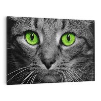 Obraz na płótnie 100x70 - Przestreń nautra  doznania - kot, kotek