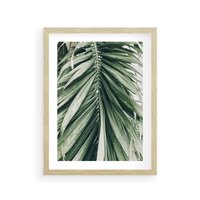Plakat w ramie 50x70 - Spokojna Piękność Palmowych Liści - palma, liście palmy - rama drewno