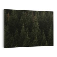 Obraz na płótnie 100x70 - Ciemny las iglasty - las, iglasty