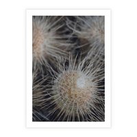 Plakat bez ramy 50x70 - Ulotna Piękność Natury - makro, dmuchawce