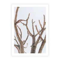 Plakat bez ramy 30x40 - Pustynna Harmonia Gałęzi - pustynna roślina, suche gałęzie