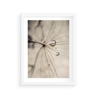 Plakat w ramie 50x70 - Makro Uroda: Kropla na Dmuchawcu - zbliżenie makro, kropla wody na ziarenku dmuchawca - rama biała