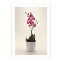 Plakat bez ramy 30x40 - Delikatność storczyka orchidei - storczyk, orchidea