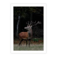Plakat bez ramy 40x50 - Spotkanie z naturą - jeleń, las